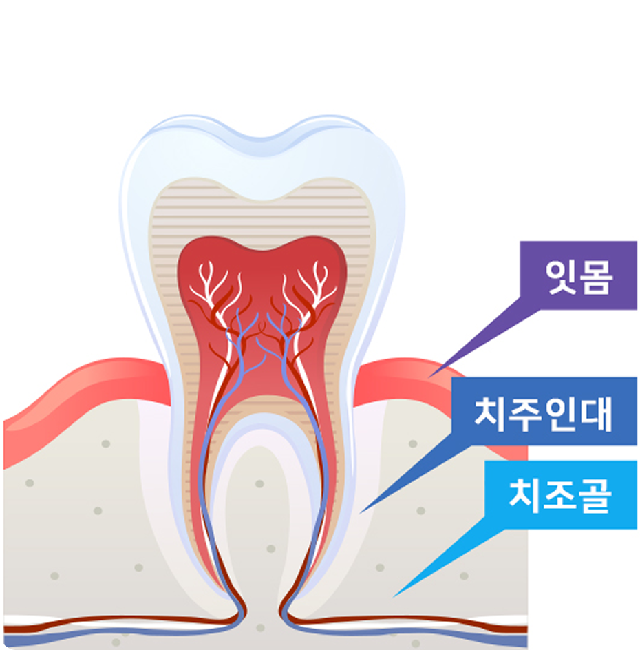 잇몸, 치주인대, 치조골 구조